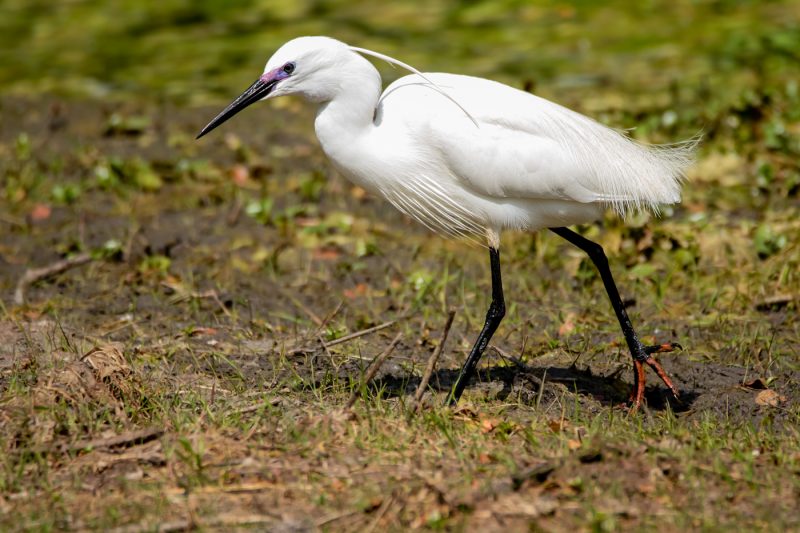 Aigrette garzette en habit nuptial